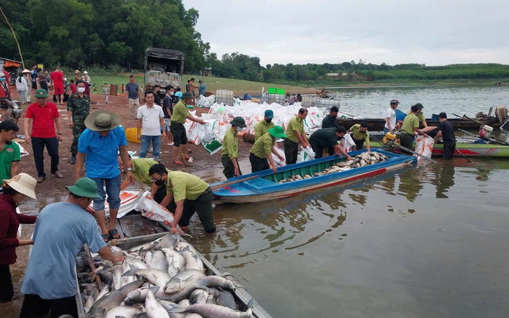 Cá bè trên hồ Trị An bất ngờ chết hàng loạt