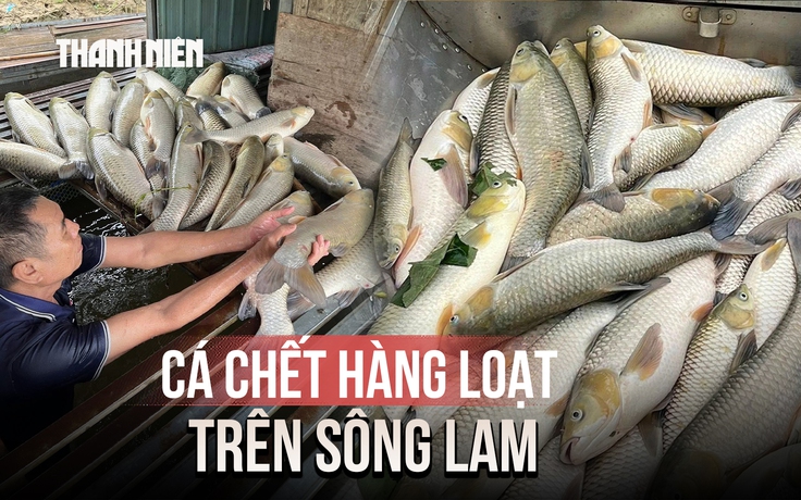 Gần 7 tấn cá lồng bè chết hàng loạt trên sông Lam