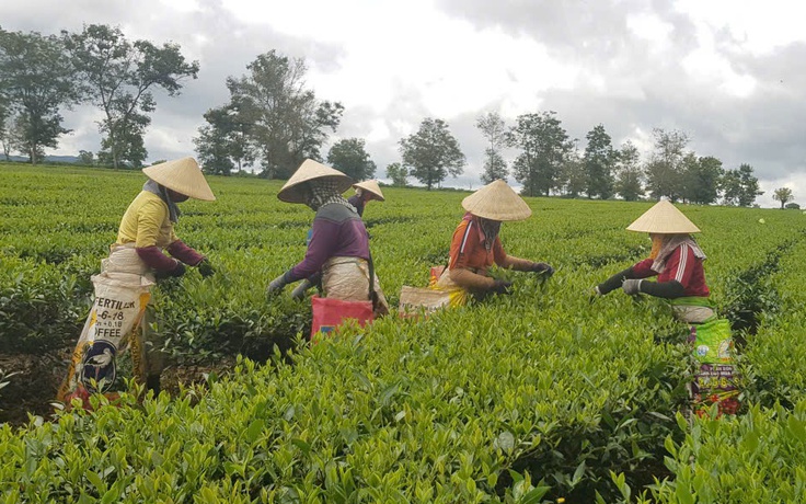 Từ Bàu Cạn ra thế giới: Hành trình hương chè trăm năm