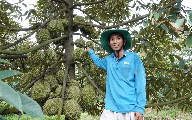 Sầu riêng Việt mở thêm những cánh cửa mới