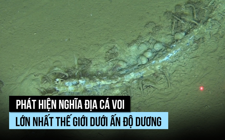 Bất ngờ nghĩa địa cá voi lớn nhất thế giới dưới đáy Ấn Độ Dương