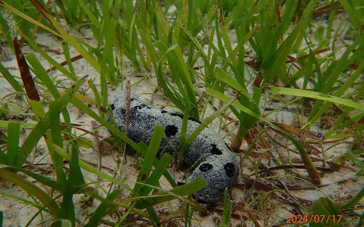 'Kho báu' carbon dưới biển Cù Lao Chàm