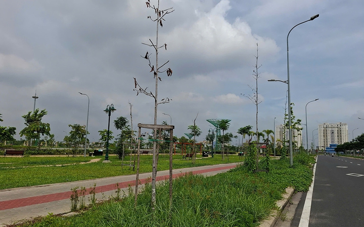 Nguy cơ từ những hàng cây 'chết đứng'