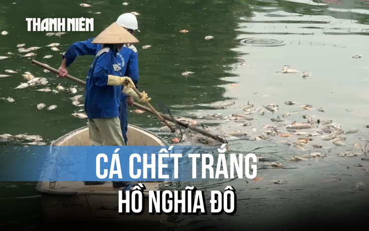 Hà Nội: Cá chết hàng loạt tại hồ điều hòa công viên Nghĩa Đô