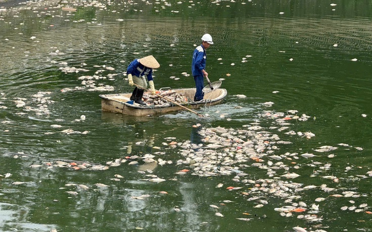 Hà Nội: Cá chết hàng loạt, nổi trắng hồ điều hòa công viên Nghĩa Đô