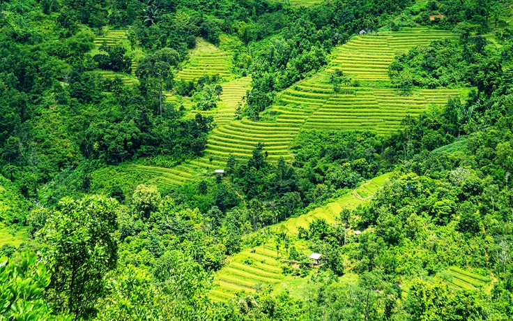 Trà Đốc - nơi giữ hồn đại ngàn phía tây Đà Nẵng