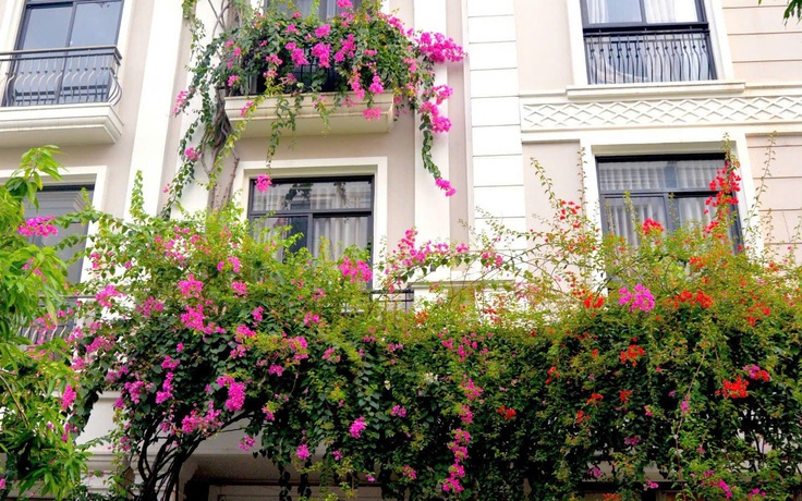 Chuyện tình xúc động sau giàn hoa giấy phủ khắp 5 tầng ở 'phố nhà giàu' TP.HCM