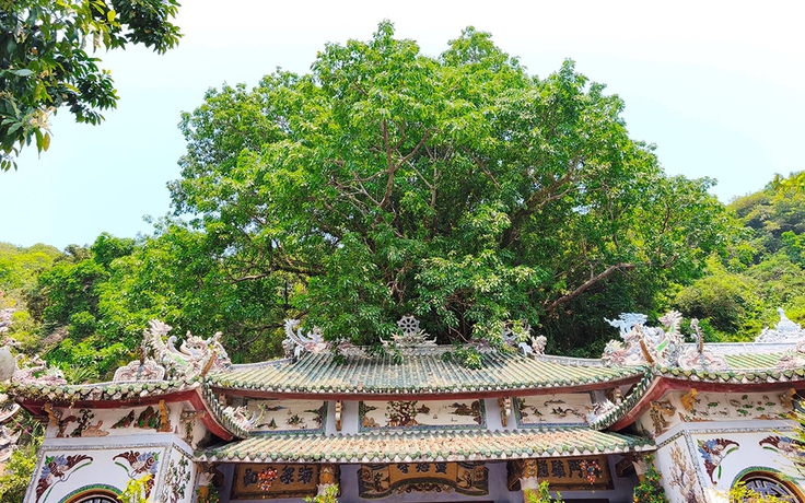 Rừng thiêng giữa phố: 'Mái nhà' của những linh tự ở Ngũ Hành Sơn