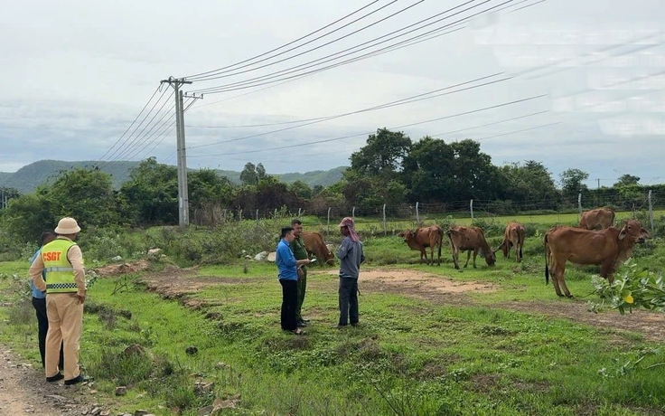 Cao tốc Vĩnh Hảo - Phan Thiết: Bất chấp nguy hiểm phá rào đi bộ, thả rông gia súc