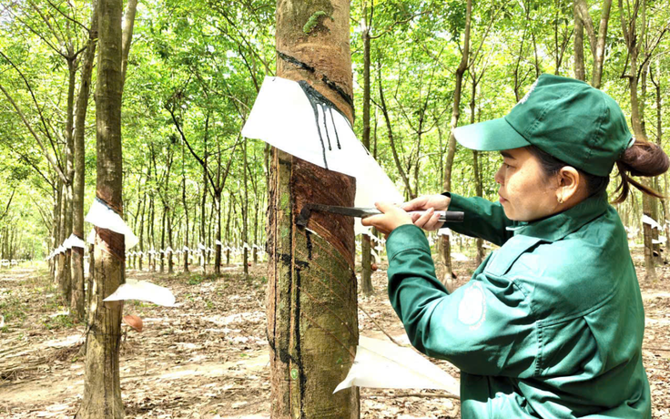 Người nữ công nhân biến trăn trở nơi lô cao su thành sáng kiến kỹ thuật