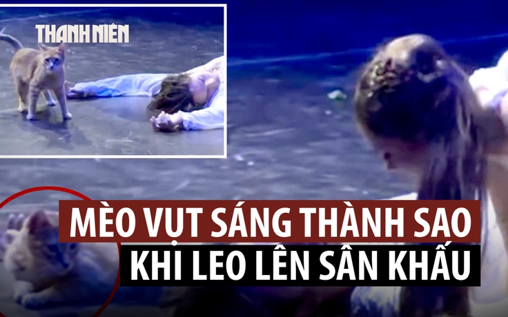 Mèo 'phá đám' màn kết bi thảm trong vở diễn Romeo và Juliet