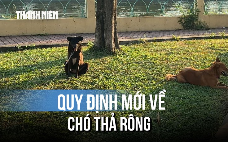 Quy định mới về chó thả rông khiến nhiều người gật gù: 'Chắc chắn là như vậy rồi...'
