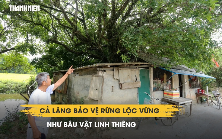 Ly kỳ ngôi làng Huế giữ rừng lộc vừng suốt hàng trăm năm: Ai chặt cây bị phạt nặng