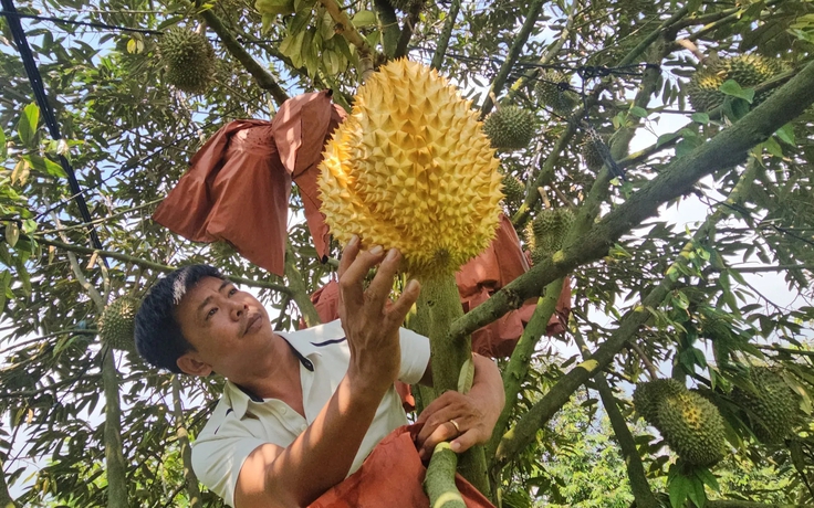 Bọc kín trái sầu riêng trên cây, nông dân Đồng Nai thu quả vàng óng lạ mắt
