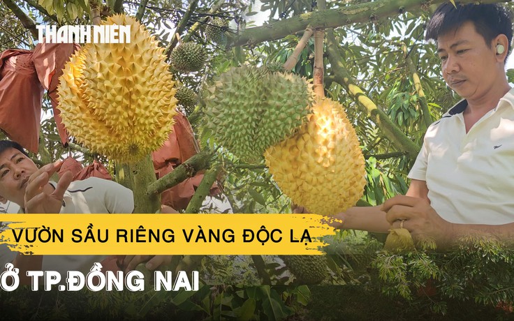 Chiêm ngưỡng vườn sầu riêng vàng độc lạ ở TP.Đồng Nai