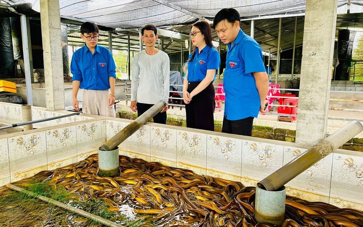 Chàng trai miền Tây nuôi lươn thu lãi cao nhờ 'bí quyết' này