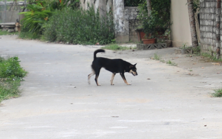 Tử vong do dùng thuốc nam chữa chó dại cắn