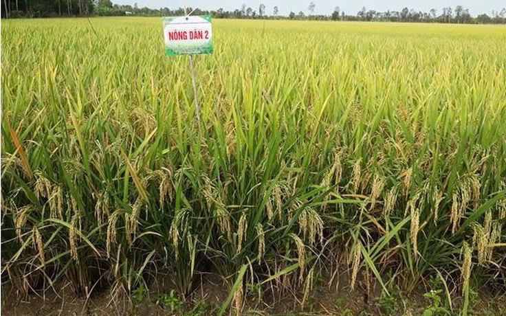 Một giống lúa mới được cấp phép lưu hành tại ĐBSCL