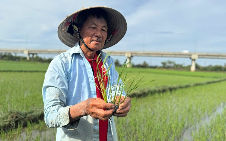 Nắng nóng và xâm nhập mặn, lúa hè thu ở Quảng Ngãi chết hàng loạt