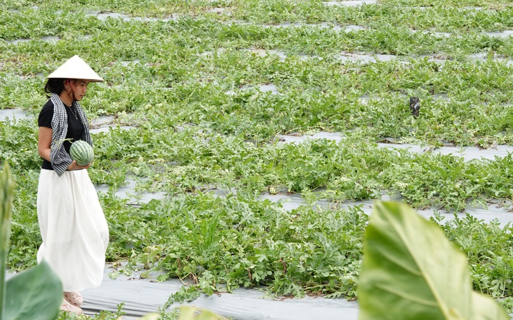 Đi cà phê được hái dưa hấu tại ruộng, trải nghiệm khiến ai cũng thích thú