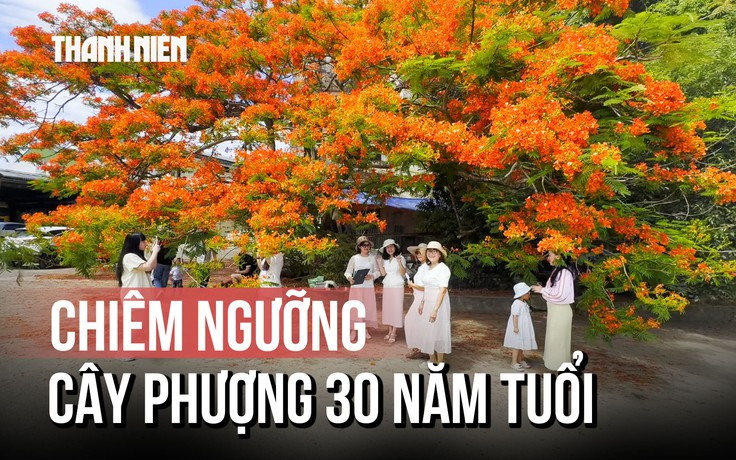 Cây phượng hơn 30 năm tuổi gây 'sốt', người dân đổ xô check-in