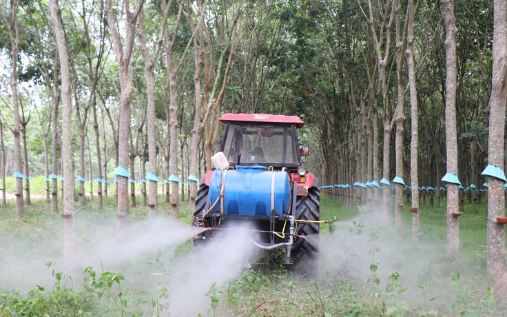 Cao su Tây Ninh: Giữ vững năng suất ‘2 tấn’, hướng đến phát triển xanh