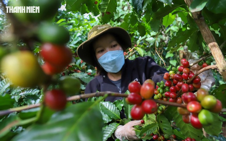 Giá cà phê Việt Nam cao hơn thế giới 50 USD/tấn, vì sao?