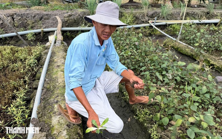 Vụ rau màu chết bất thường ở Đồng Tháp: Diện tích thiệt hại tăng lên 213 ha