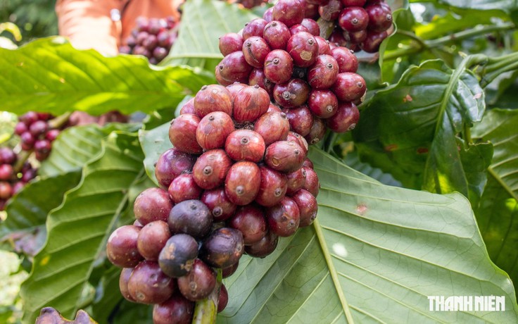 Giá cà phê nội địa tăng nhanh hơn thế giới