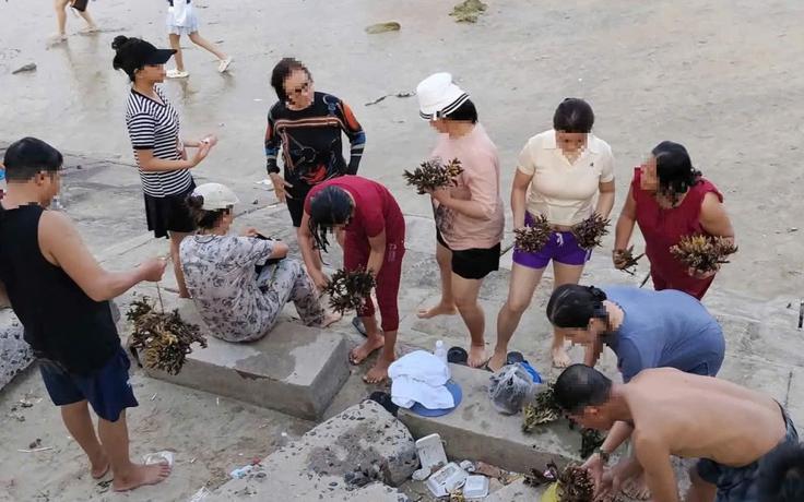 Bẻ san hô ở Nha Trang: Cái giá của hành vi 'thấy đẹp là mang về'