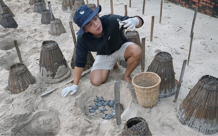 Chàng trai bảo tồn rùa biển bằng những đêm thức trắng