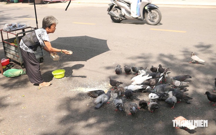 Hơn 10 năm gọi đàn bồ câu hoang là 'con', người phụ nữ thành 'mẹ' của đàn chim