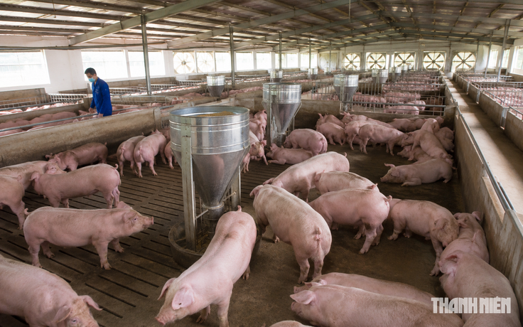 Giá heo hơi hôm nay 24.7.2026: Lại lùi về mức 63.000 đồng/kg