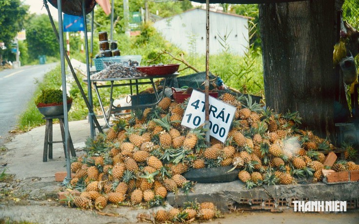 Giá ở ruộng tăng gấp đôi, vì sao khóm bán lề đường vẫn rẻ?