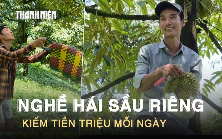Leo cây ‘hái tiền’: Nghề thu hoạch sầu riêng kiếm tiền triệu mỗi ngày ở Lâm Đồng