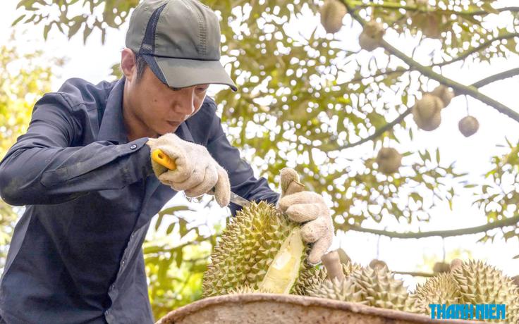 Sầu riêng Việt Nam mở thêm thị trường tỉ dân mới