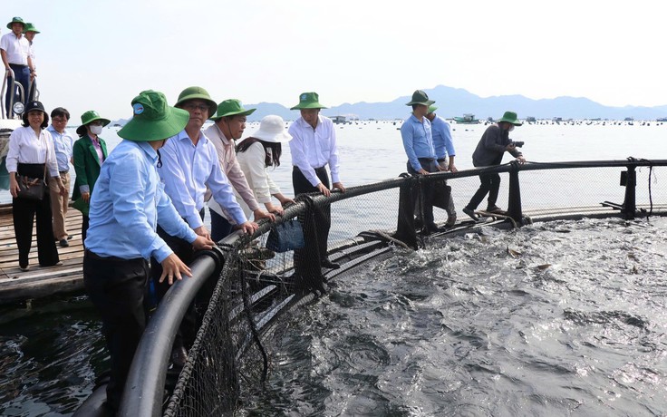Khánh Hòa chi gần 60 tỉ đồng hỗ trợ ngư dân đổi lồng bè công nghệ cao