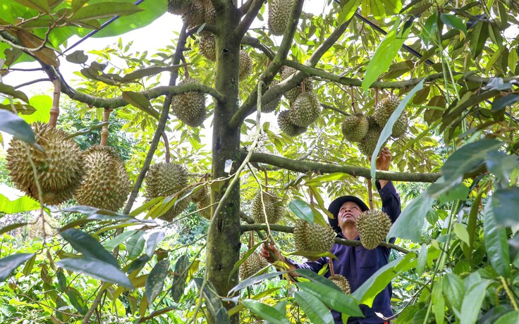 Cấp bách gỡ khó cho sầu riêng