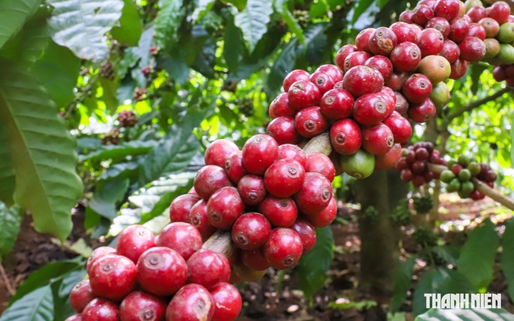 Trung Quốc dẫn đầu tăng trưởng xuất khẩu cà phê của Việt Nam