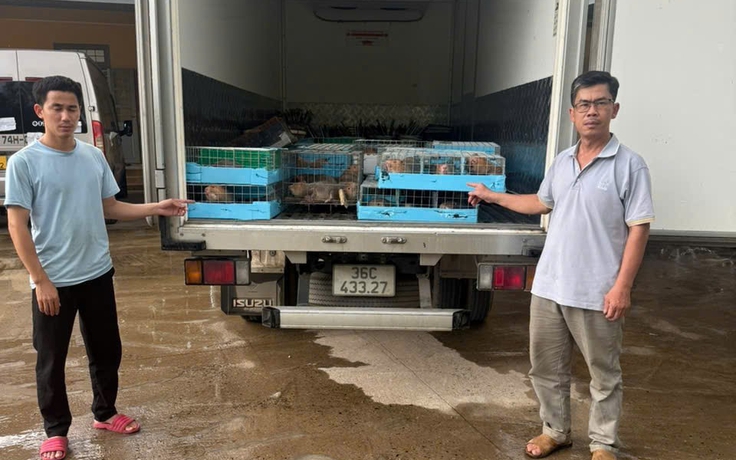 Dùng ô tô chở 105 cá thể dúi từ Lào về Việt Nam, một người bị khởi tố