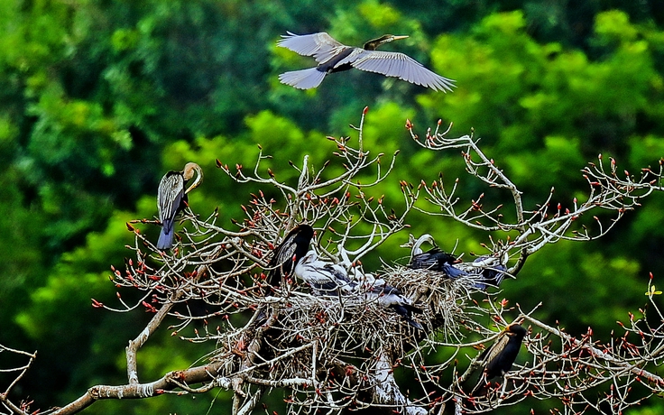 Chim cổ rắn quý hiếm kéo về 'vịnh Hạ Long thu nhỏ' làm tổ san sát