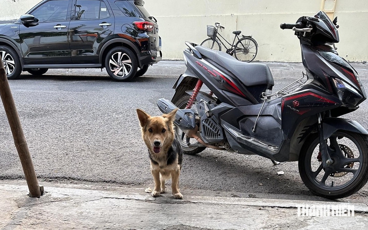 Bé gái 9 tuổi tử vong vì bệnh dại sau 2 tháng bị chó cắn