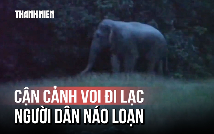 Đồng Nai: Voi rừng ‘đi lạc’ vào làng, người dân hoảng hốt