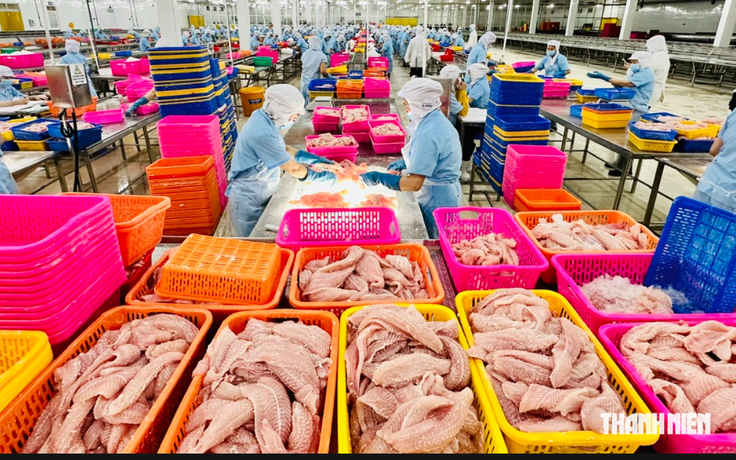 Một doanh nghiệp cá tra Việt Nam bị Mỹ tăng thuế 440%
