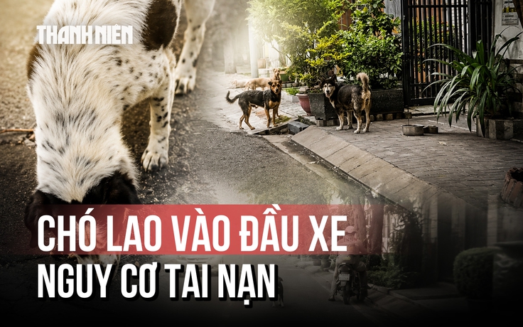 Chó thả rông rượt người, lao vào đầu xe ở khu dân cư Cát Lái