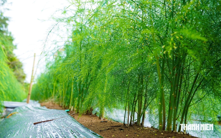 Trồng măng tây trên vùng cát ven biển, nông dân có tiền 'rủng rỉnh' mỗi ngày
