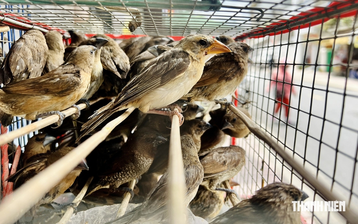 Mùa Vu lan: Khuyến khích chuyển 'mua động vật phóng sinh' sang tôn trọng sự sống