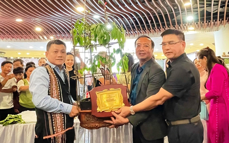 Củ sâm Ngọc Linh hơn 35 năm tuổi được đấu giá 725 triệu đồng