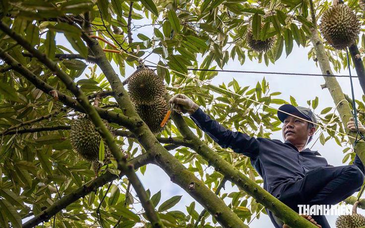 Đơn giản thủ tục cấp mã số vùng trồng