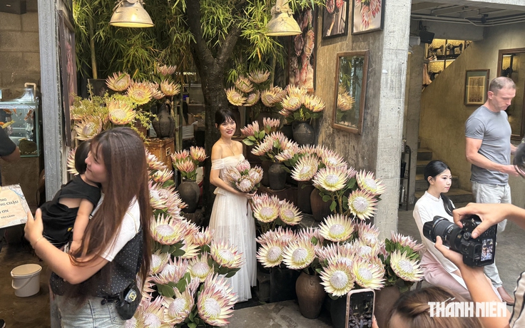 ‘Hoa nhà giàu’ 700.000 đồng/cành khiến giới trẻ rần rần xếp hàng dài check-in